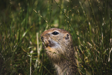 Ziesel hält Grashalm um in ihn zu beißen
