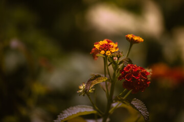 Verschiedenfarbe Wandelröschen
