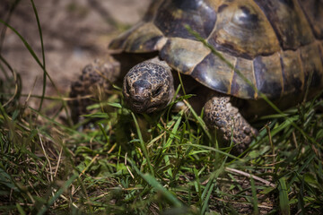 Griechische Landschildkröte