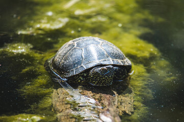 Europäische Sumpfschildkröte in Wasser