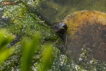 Europäische Sumpfschildkröte unter Wasser, nur Kopf steht raus