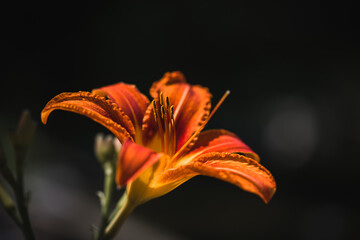 Lilie in Orange