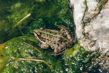 Teichfrosch in Wasser neben Stein