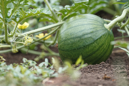 Growing watermelon in the ground. Close-up of fruit and lash plants.
