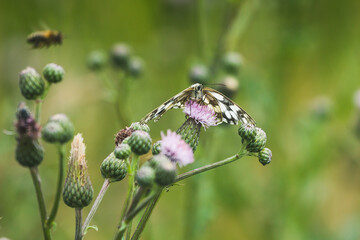 Schachbrettfalter auf Distel