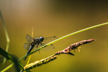 Pachydiplax longipennis auf Halm sitzend