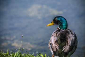 Männliche Stockente steht am Ufer