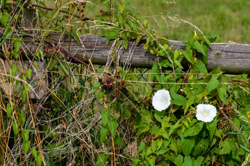 fence with plants in the forest