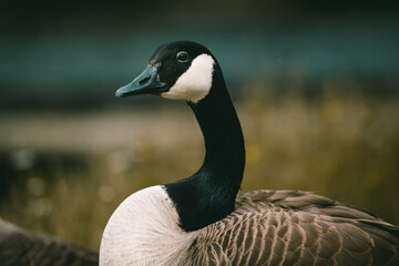 Obraz premium Kanadagans in Gras am Ufer