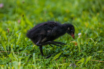 Junge Teichralle spaziert mit großen Füßen durchs Gras