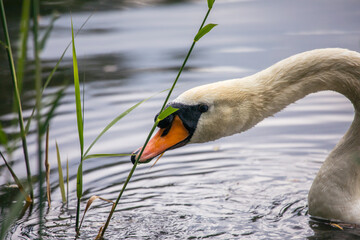 Höckerschwan frisst Wassergras