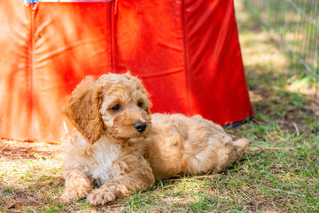 Cockapoo Welpen - 8 Wochen Alt