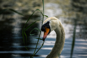 Höckerschwan frisst Wassergras