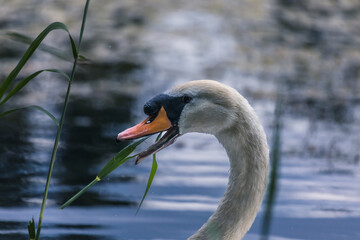 Höckerschwan frisst Wassergras