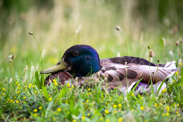 Männliche Stockente liegt in Wiese