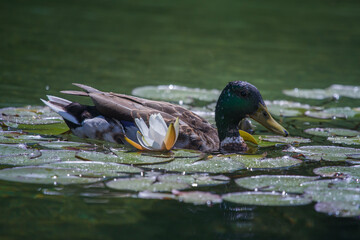 Stockente schwimmt in Teich