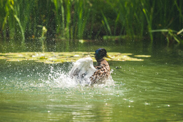 Ente schlägt im Wasser mit Flügeln um sich und spritzt mit Wasser
