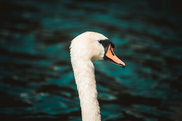 Höckerschwan im Wasser