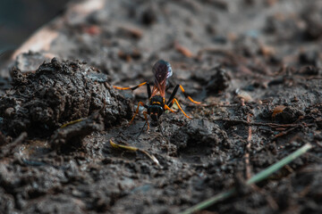 Orientalische Mauerwespe auf schlammigem Boden