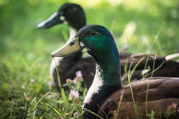 Im Gras liegende Pommernenten