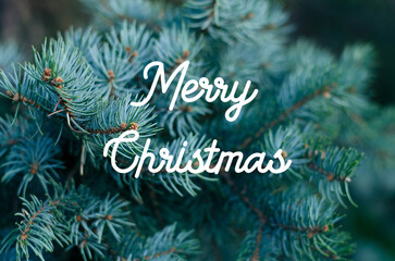 Closeup of Christmas fir tree branch outdoor background