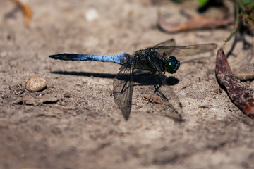 Pachydiplax longipennis auf Boden gelandet