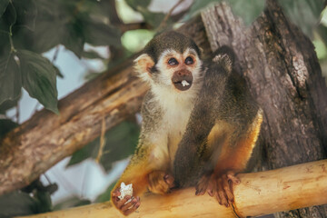 Totenkopfäffchen auf Baum mit Essen in Mund und Hand