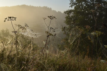 Cobwebs in the morning with dew