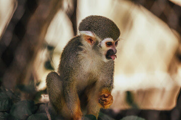 Totenkopfäffchen auf Baum mit Essen in Mund und Hand