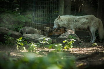 Wolfsbaby gibt seiner Mutter einen Kuss