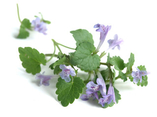 Glechoma (Glechoma hederacea)