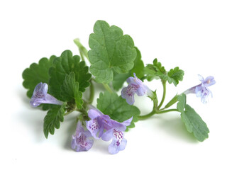 Glechoma (Glechoma hederacea)