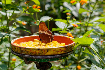 Mariposa, almíbar, dulce, belleza, natural, delicadeza, sorprendente, colorido, colores, natural,...