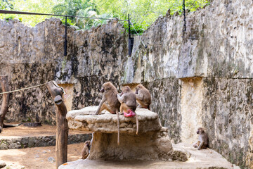 Mandril colarosada, mandril en manada, Zoológico de Cali
