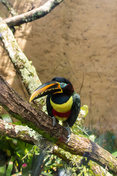 Hermosa, ave, ex&oacute;tica, pico, colores, naturaleza, tocan, zool&oacute;gico,