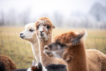 Fototapeta premium alpaca in the nature