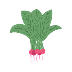 Radish. Vector illustration in flat style