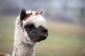 close up of a alpaca