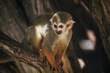 Totenkopfäffchen mit großen Augen auf Baum sitzend