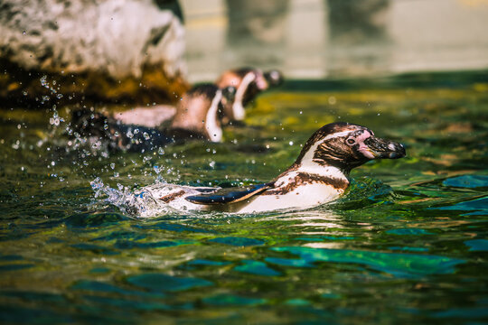 Humboldtpinguine beim Planschen