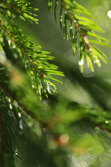 Background of juicy greenery of spruce, pine, small depth of field, beautiful bokeh, coniferous needles, macro photography.