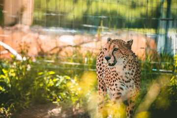 Gepard in grasiger Landschaft © Vanell