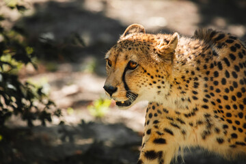 Portrait eines Gepards