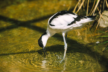 Säbelschnäbler trinkt mit seinem gebogenen Schnabel Wasser