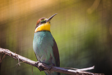Bienenfresser, der auf einem dünnen Ast sitzt