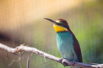 Fototapeta premium Bienenfresser, der auf einem dünnen Ast sitzt