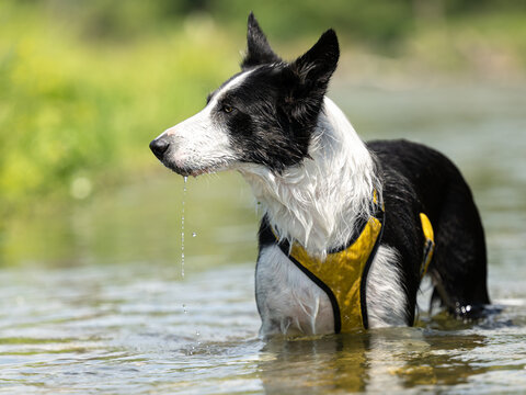 nice dog in the low water in the lake - border collie