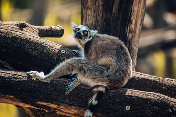 Auf Baumstamm sitzender Katta