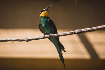 Bienenfresser, der auf dünnem Ast sitzt
