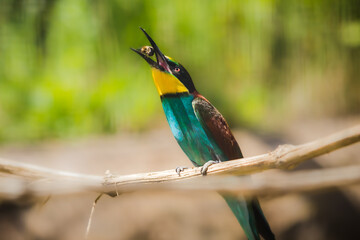 Bienenfresser hat sich Biene geschnappt, die er verspeist